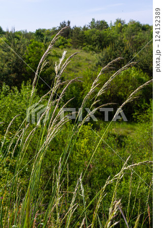 In the meadow among wild grasses in the pasture grows Poa 124152389