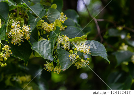 Linden, linden blossom with green leaves on a tree in summer Linden, linden blossom with green leaves on a tree in summer 124152417