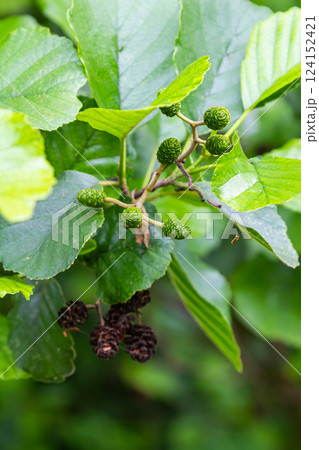 Green and brown alder cones, alder catkins and green leaves 124152421