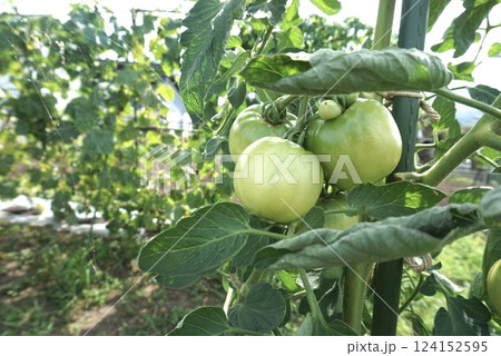 家庭菜園、青いトマト 家庭菜園、青いトマト 124152595