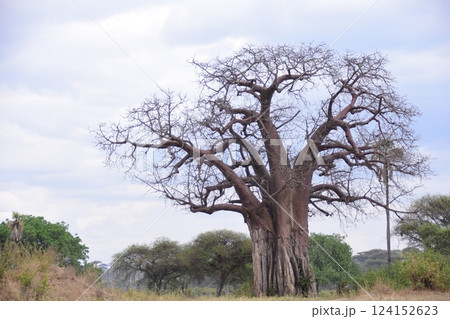 存在感のあるバオバブ 124152623