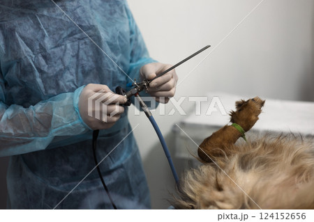 A veterinarian in gloves prepares an endoscope for a surgical procedure on a dog in a veterinary clinic, providing animal health and well -being. Conducting cystoscopy in a dog with an endoscope. A veterinarian in gloves prepares an endoscope for a surgical procedure on a dog in a veterinary clinic, providing animal health and well -being. Conducting cystoscopy in a dog with an endoscope. 124152656