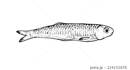 Hand drawn vector illustration of anchovy fish in black and white. Isolated sketch with vintage engraving details, perfect for seafood and marine life designs. With a silhouette on the background Hand drawn vector illustration of anchovy fish in black and white. Isolated sketch with vintage engraving details, perfect for seafood and marine life designs. With a silhouette on the background 124152878