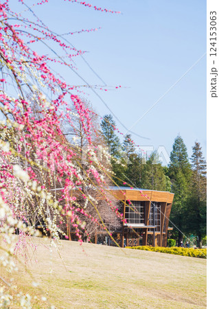 於大公園梅見の丘、満開のしだれ梅〈愛知県知多郡〉 124153063