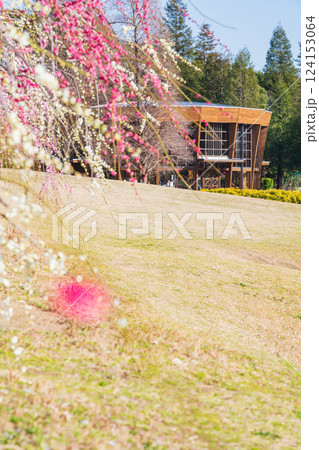 於大公園梅見の丘、満開のしだれ梅〈愛知県知多郡〉 124153064