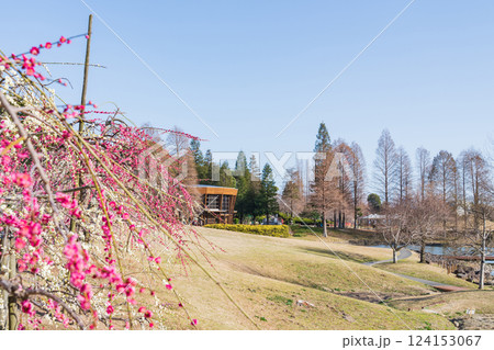 於大公園梅見の丘、満開のしだれ梅〈愛知県知多郡〉 於大公園梅見の丘、満開のしだれ梅〈愛知県知多郡〉 124153067