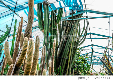 Cactus garden greenhouse 124153553