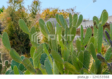 Close-up of a prickly pear cactus with emerging flowers against a red brick wall background, displaying nature in an urban setting. Close-up of a prickly pear cactus with emerging flowers against a red brick wall background, displaying nature in an urban setting. 124153568