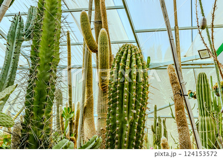 Image of Echinocactus and Sedum in the botanical garden Image of Echinocactus and Sedum in the botanical garden 124153572