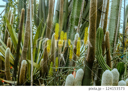 Image of Echinocactus and Sedum in the botanical garden 124153573