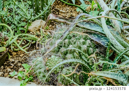 Image of Echinocactus and Sedum in the botanical garden Image of Echinocactus and Sedum in the botanical garden 124153578