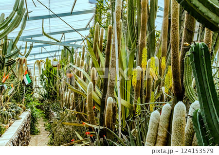 Image of Echinocactus and Sedum in the botanical garden Image of Echinocactus and Sedum in the botanical garden 124153579