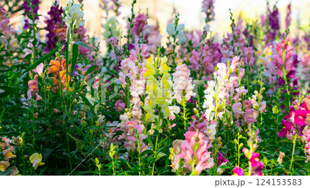 Beautiful spring garden. The green lawn emphasizes the blooming flowers in the garden. A diverse spectrum of colorful flowers, panoramic views of natural beauty 124153583