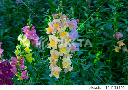 Beautiful spring garden. The green lawn emphasizes the blooming flowers in the garden. A diverse spectrum of colorful flowers, panoramic views of natural beauty 124153593