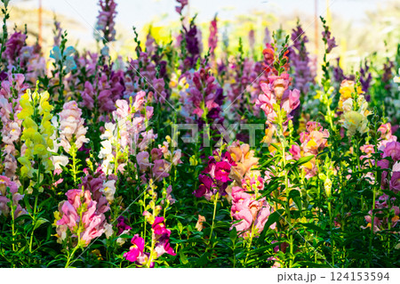 Beautiful spring garden. The green lawn emphasizes the blooming flowers in the garden. A diverse spectrum of colorful flowers, panoramic views of natural beauty 124153594