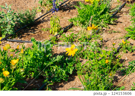 A raised garden bed in the Springtime gets planted out and set up with irrigation. Putting in irrigation in raised beds reduces water consumption compared to traditional overhead watering with a hose A raised garden bed in the Springtime gets planted out and set up with irrigation. Putting in irrigation in raised beds reduces water consumption compared to traditional overhead watering with a hose 124153606