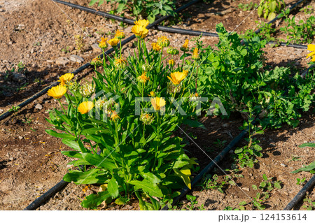 A raised garden bed in the Springtime gets planted out and set up with irrigation. Putting in irrigation in raised beds reduces water consumption compared to traditional overhead watering with a hose 124153614