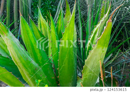 Green corn field under a blue sky Green corn field under a blue sky 124153615