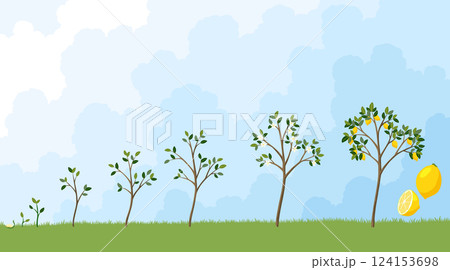 Life cycle of lemon tree. Stages of growth from seed and sprout to adult plant with fruits Life cycle of lemon tree. Stages of growth from seed and sprout to adult plant with fruits 124153698