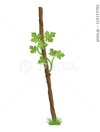 Growing Grapevine Bearing Plants and Vines Growing Grapevine Bearing Plants and Vines 124153702