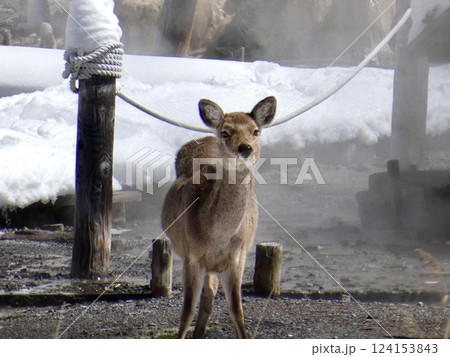 温泉の前にたたずむ鹿_奥日光_湯ノ湖 124153843