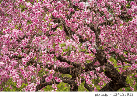 春の花　桜 124153912