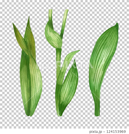 Stems and leaves of green color with dark veins, leaves of flowers, hand-drawn with watercolor. Set of watercolor illustrations. For printing on paper and fabric, for designing postcards, invitations. 124153969