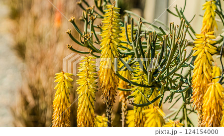 Aloe plants in bloom. Different spices of Aloe plant. Aloe plants in bloom. Different spices of Aloe plant. 124154000