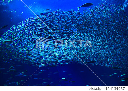 イワシの大群 イワシの大群 124154087