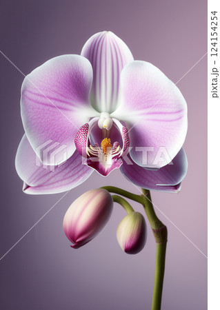 AI generated Purple and white orchid blooming on solid color background 124154254