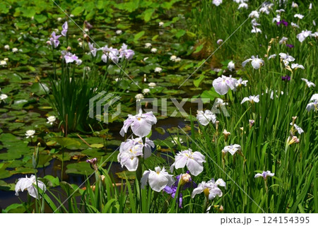春の野に咲く花しょうぶ 124154395