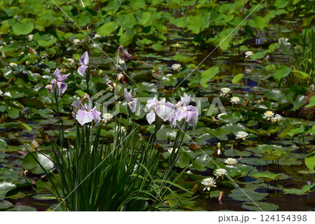 春の野に咲く花しょうぶ 春の野に咲く花しょうぶ 124154398