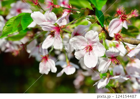 乙宝寺の桜(新潟県) 乙宝寺の桜(新潟県) 124154487