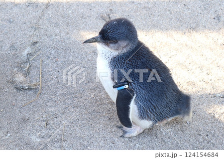 フェアリーペンギンの立ち姿 124154684