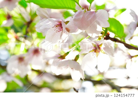 乙宝寺の桜とおみくじ（新潟県） 124154777