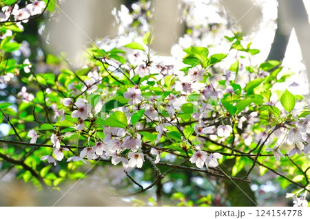 乙宝寺の桜とおみくじ（新潟県） 124154778