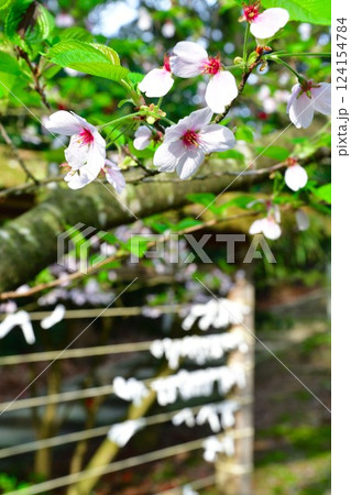 乙宝寺の桜とおみくじ（新潟県） 124154784