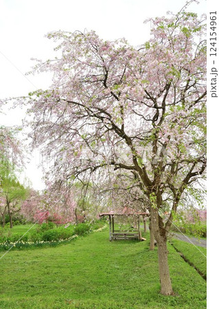 板額ほたるの里の桜(新潟県) 板額ほたるの里の桜(新潟県) 124154961