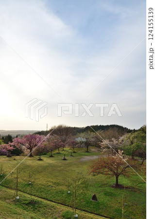 大峰山桜公園(新潟県) 大峰山桜公園(新潟県) 124155139