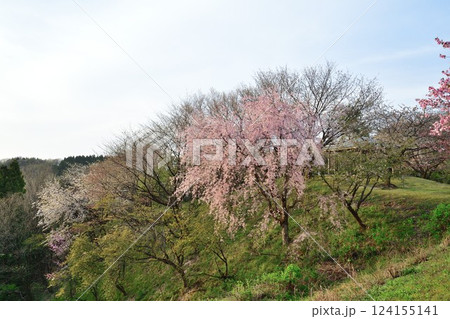 大峰山桜公園（新潟県） 124155141