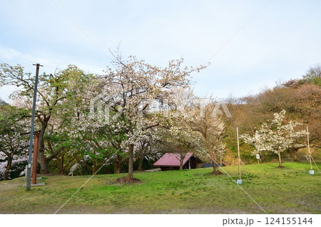 大峰山桜公園（新潟県） 124155144