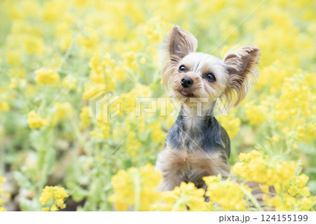 菜の花畑とヨークシャテリア 124155199