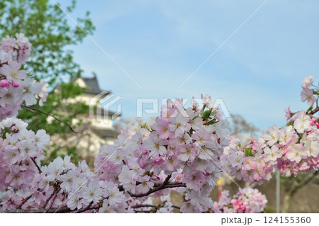春の新発田城と桜(新潟県) 春の新発田城と桜(新潟県) 124155360