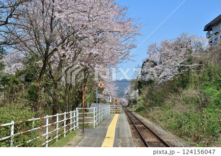 咲花駅の桜（新潟県） 124156047