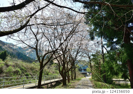 咲花駅の桜（新潟県） 124156050