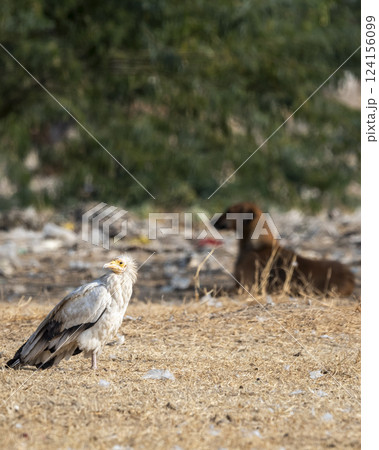 Egyptian vulture or Neophron percnopterus bird and ferocious dog in background conservation threat during winter migration in dump yard of Jorbeer Conservation Reserve bikaner rajasthan india asia Egyptian vulture or Neophron percnopterus bird and ferocious dog in background conservation threat during winter migration in dump yard of Jorbeer Conservation Reserve bikaner rajasthan india asia 124156099