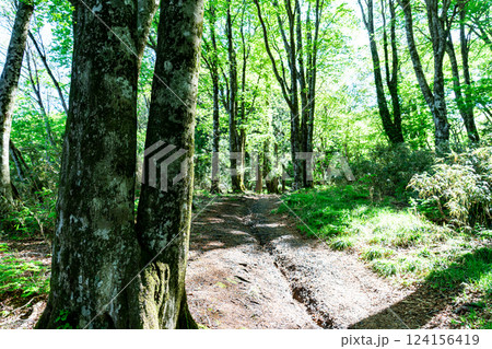 初夏の高清水トレイル 木漏れ日の縦走路 岡山県苫田郡鏡野町 初夏の高清水トレイル 木漏れ日の縦走路 岡山県苫田郡鏡野町 124156419
