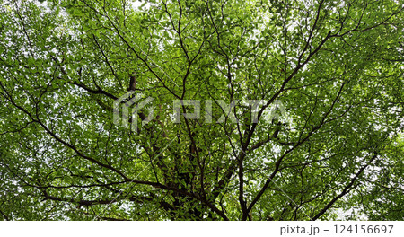 Ivory coast almond or Black afara tree Green leaves in the garden 124156697