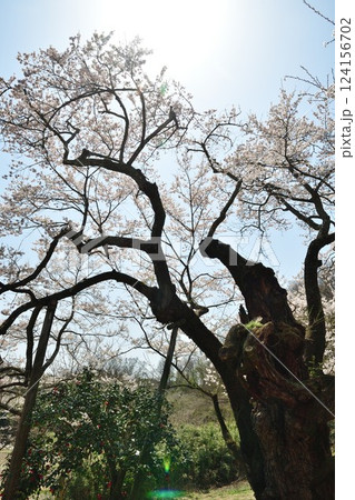 長沢の桜(福島県) 長沢の桜(福島県) 124156702