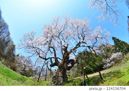 長沢の桜（福島県） 124156704